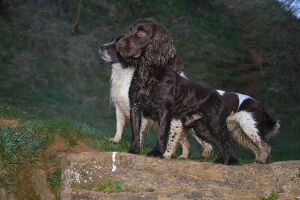 Spaniel Cottage With Views Of Ham Hill, Stoke Sub Hamdon Марток Экстерьер фото
